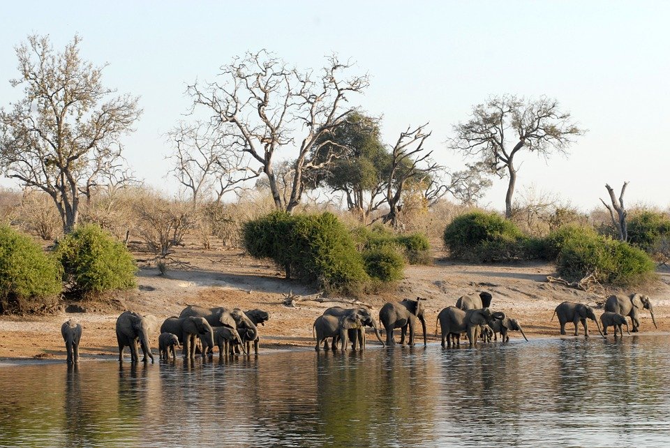 Chobe Botswana