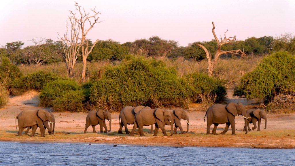 safari au Botswana