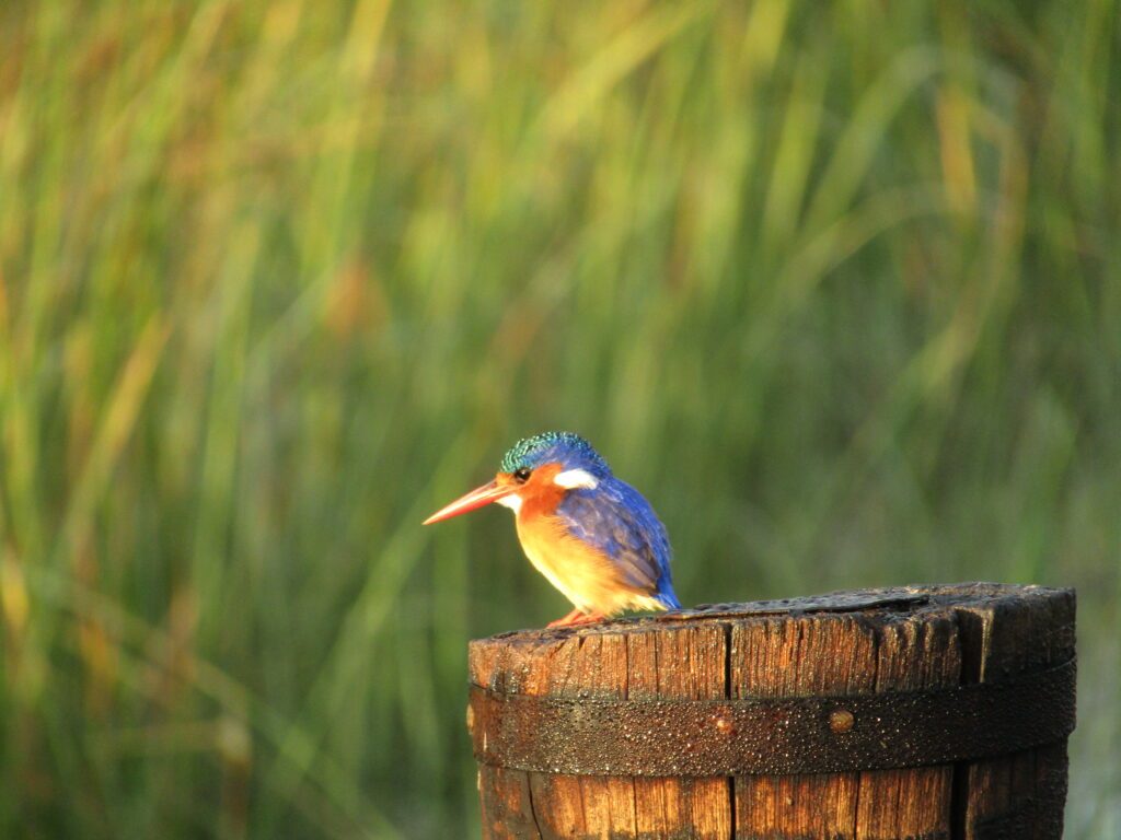 oiseau dans le delta de l'okavango