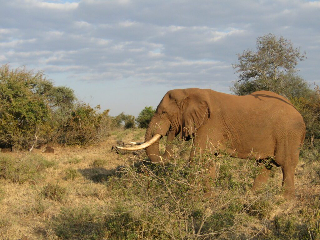 Elephant en safari