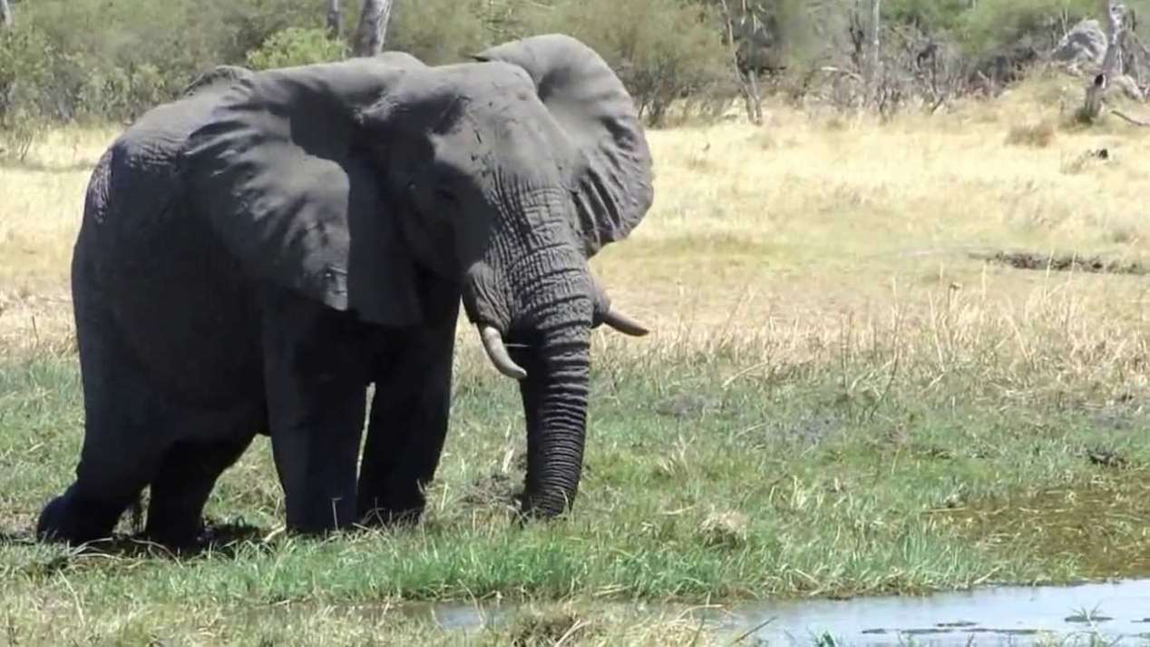 Mana Pools