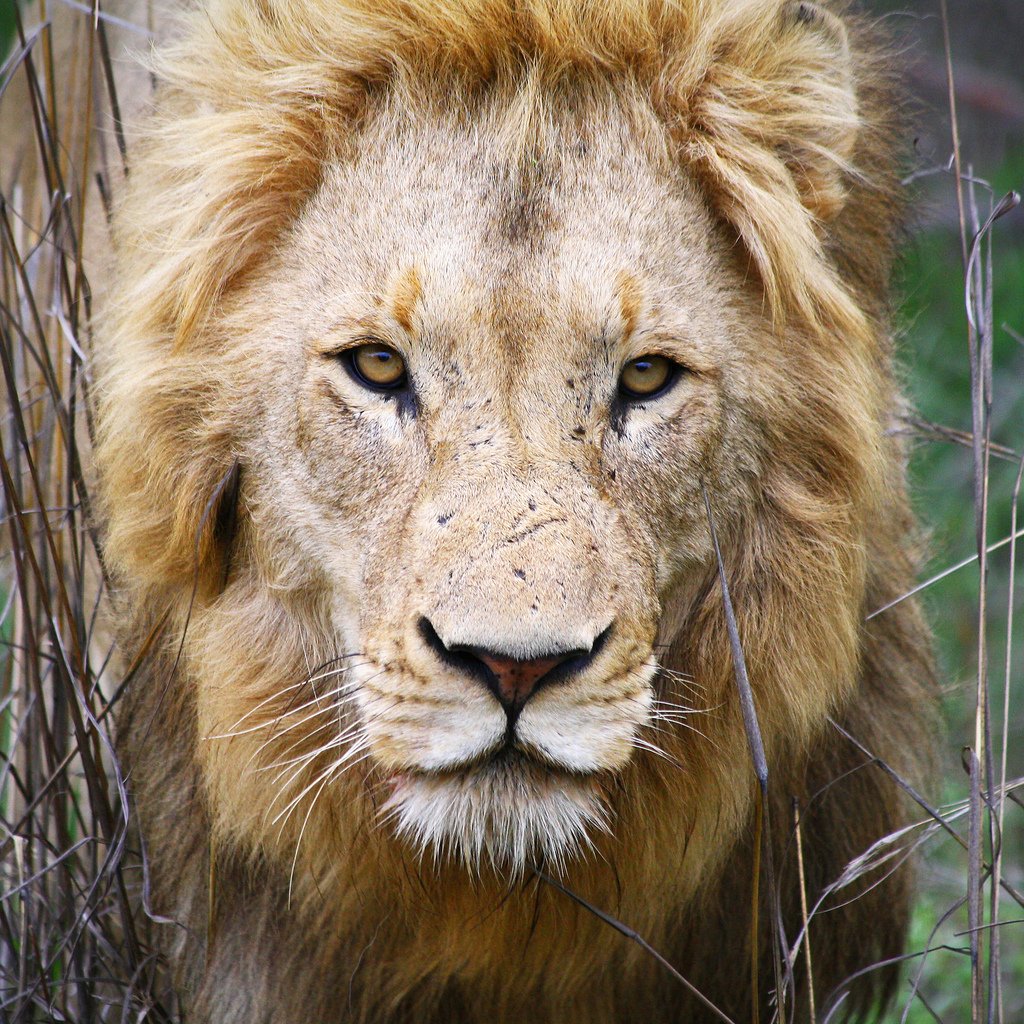 Lion Kruger
