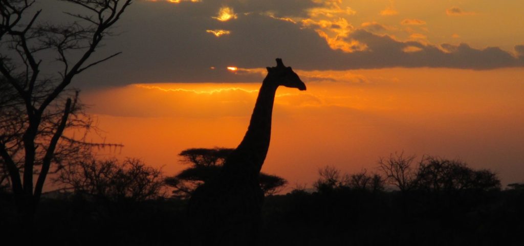 safari luxe zambie
