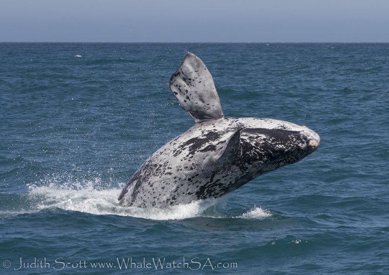 baleine Hermanus afrique du sud