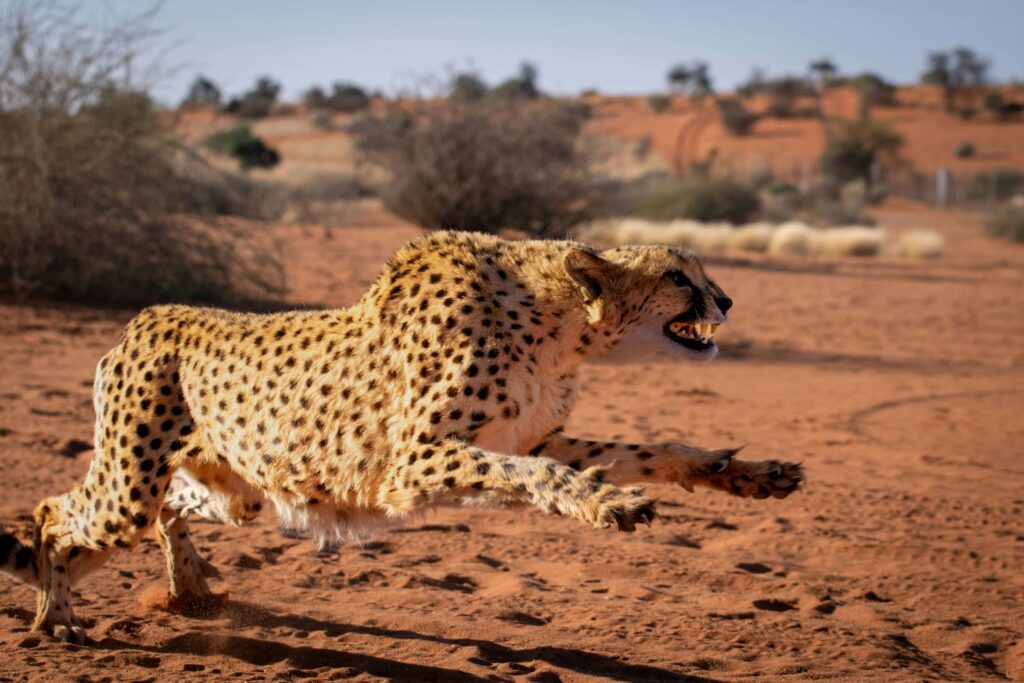 namibie en fevrier
