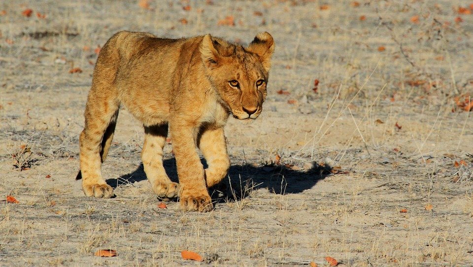 namibie en decembre
