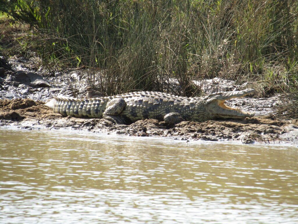 crocodile afrique du sud