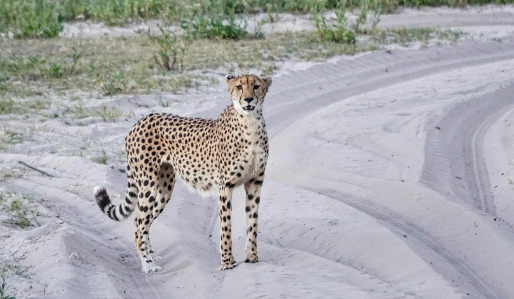 Guépard en safari au Botswana