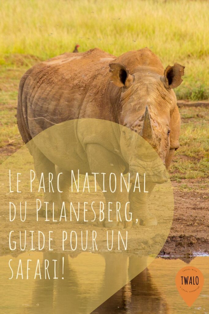 Le Parc National du Pilanesberg, guide pour un safari!
