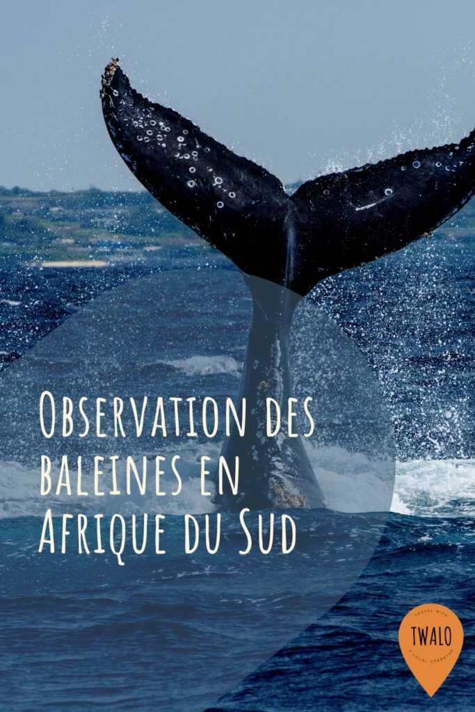 Observation des baleines en Afrique du Sud
