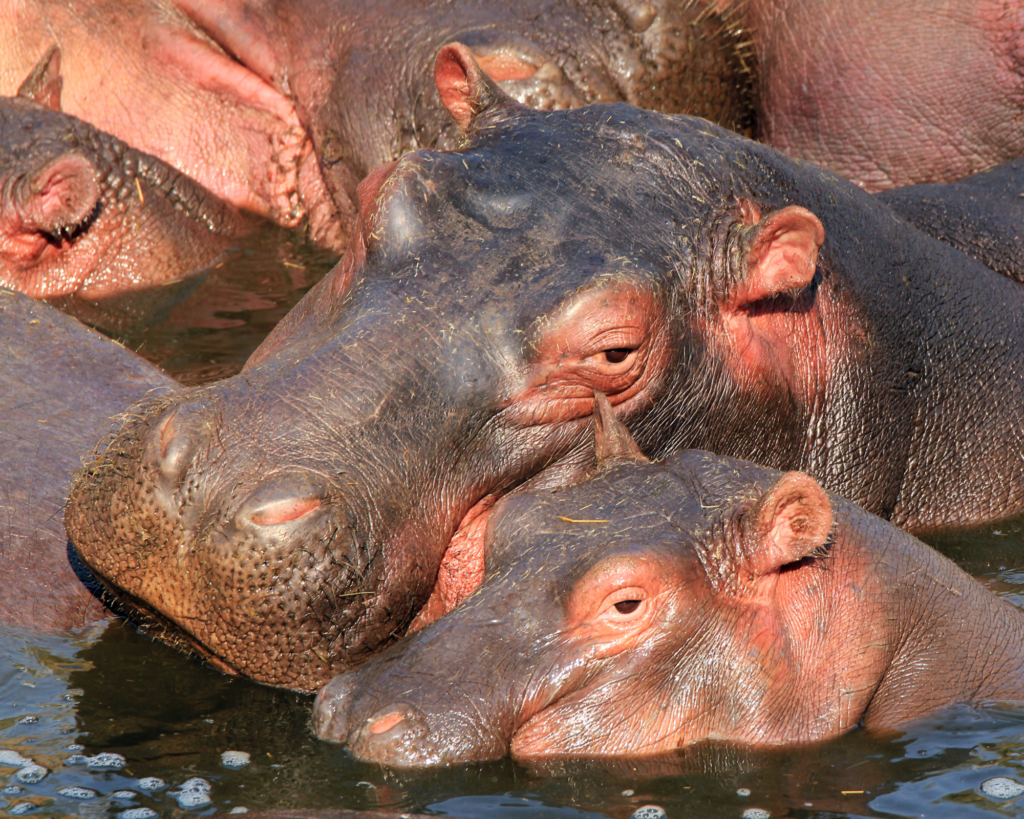 hippopotames au Kwazulu Natal