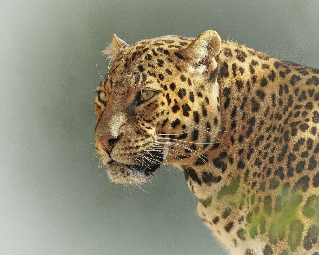 Safari en Afrique : léopard en Afrique du Sud