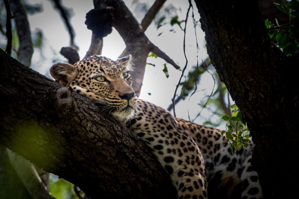 léopard réserve privée de Kapama