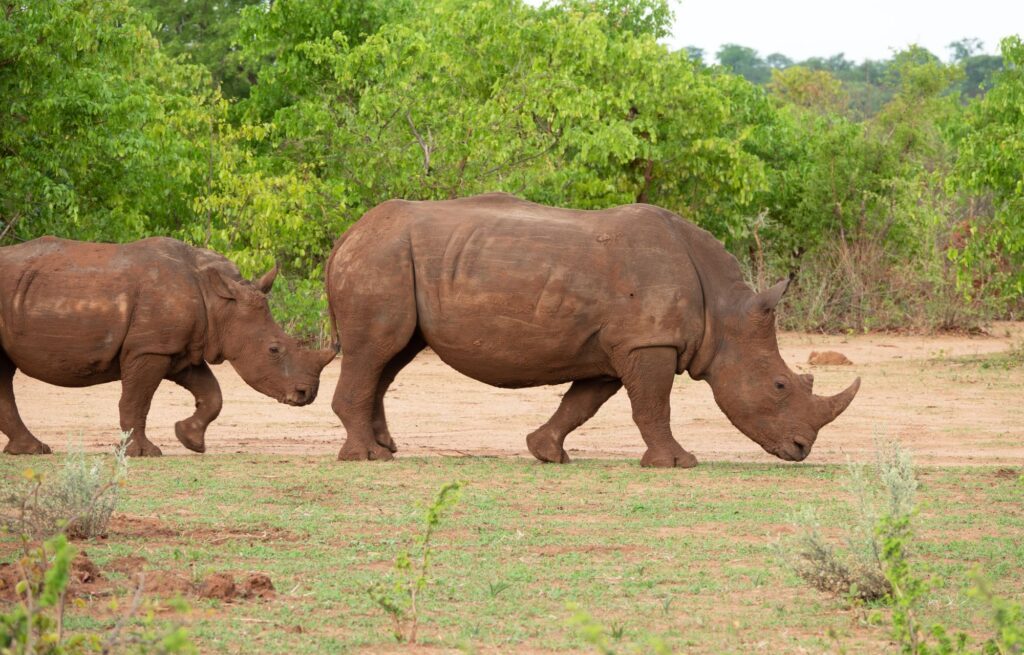 safari en Zambie rhinocéros