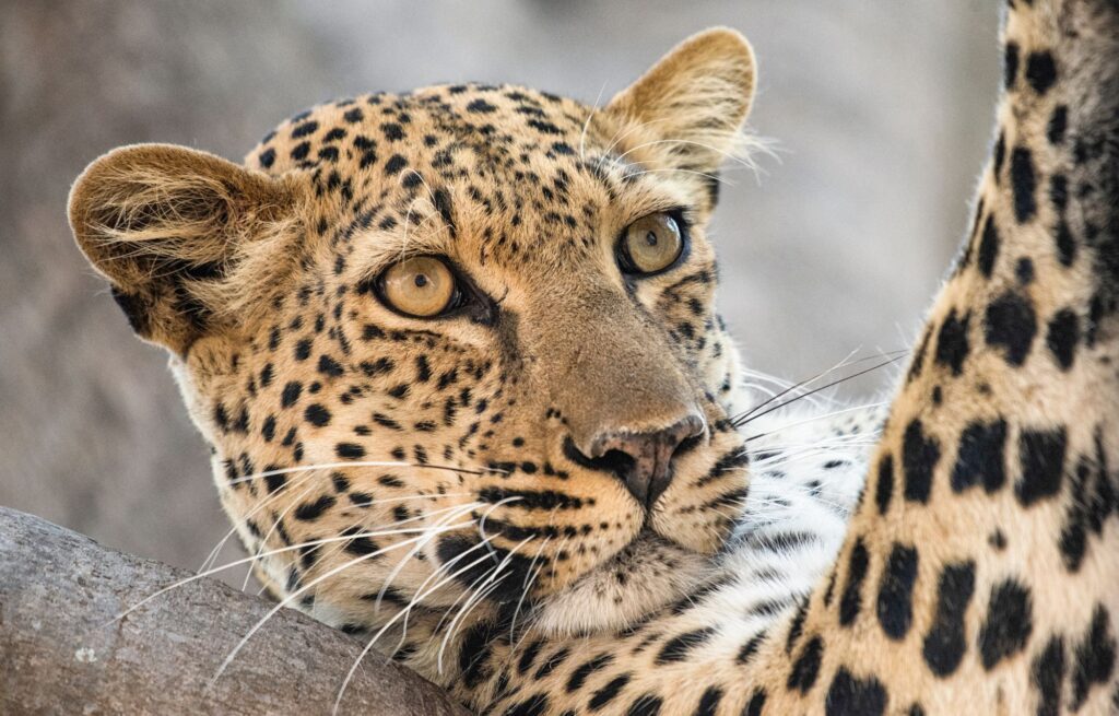 safari en Zambie léopard