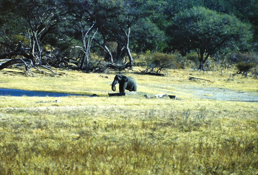 safari au Zimbabwe